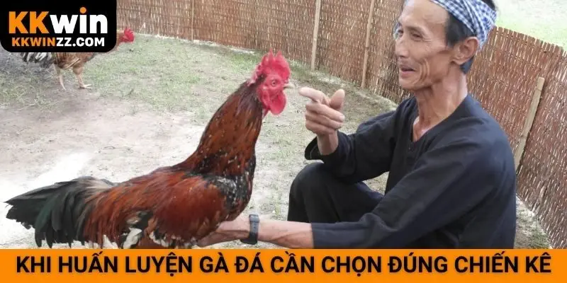 Khi huấn luyện gà đá cần chọn đúng chiến kê